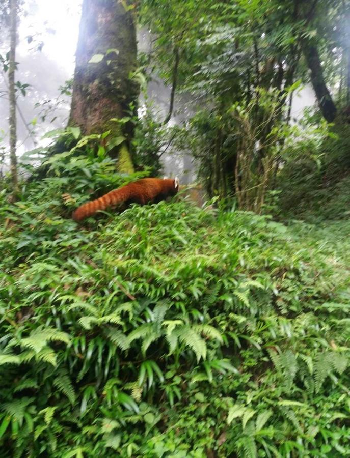 Lama Hotel - Cafe De Himalaya Lukla Exteriér fotografie